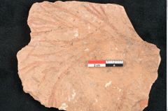 Foto (Detailansicht) von Glyptostrobus europaeus Brongniart (NHMW-GEO-2024-0188-7954)